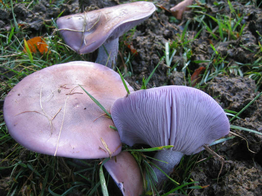 2005 :  Un anno di funghi